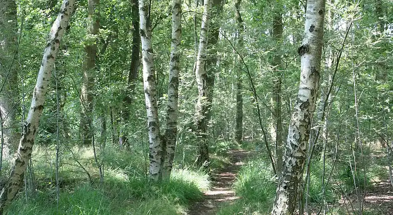 Sommerhus i Zwiggelte