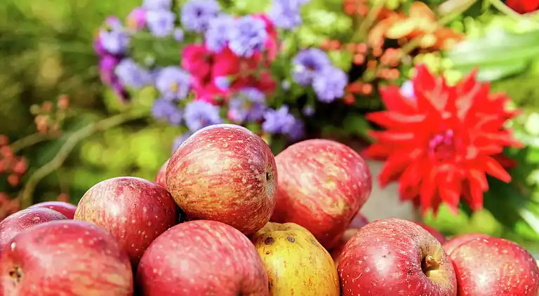 Bondgård i Eexterzandvoort