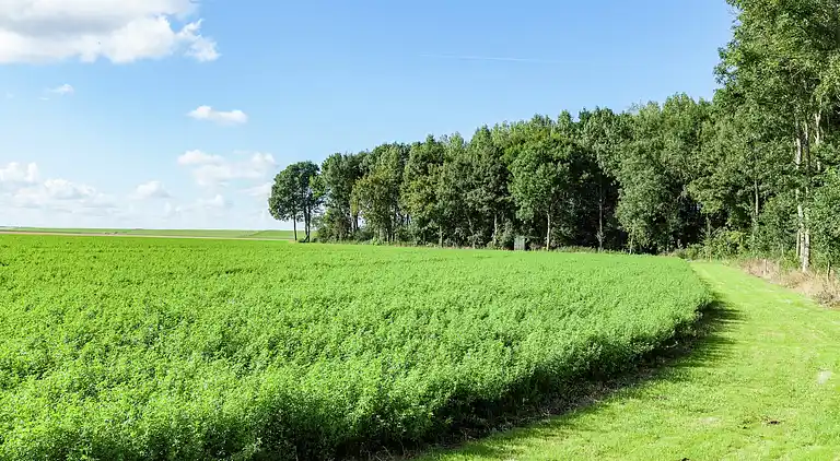 Sommerhus i Finsterwolde