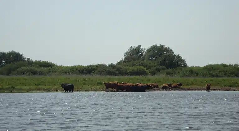 Apartment in Lauwersoog