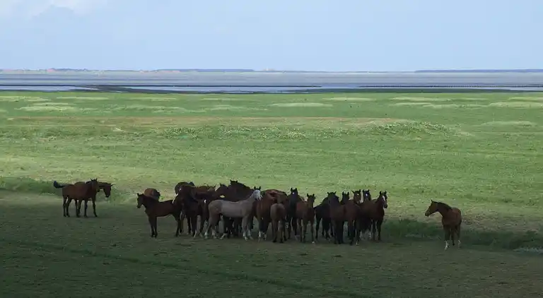 Apartment in Lauwersoog