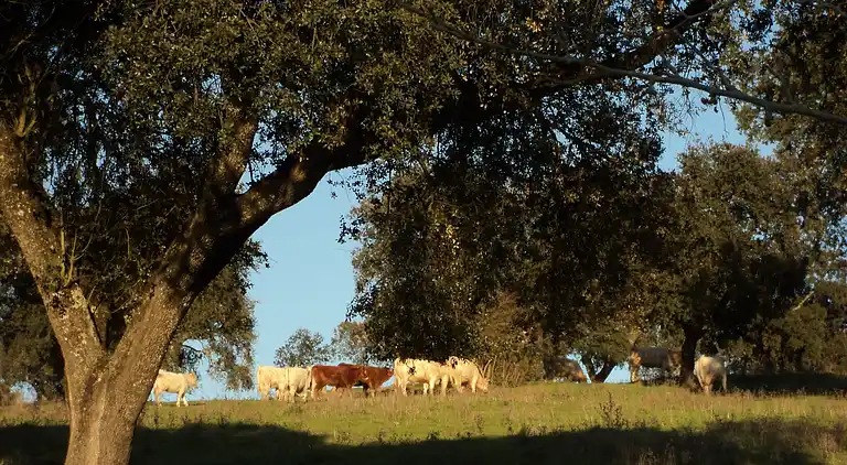 Holiday home in Couvela de São Mateus