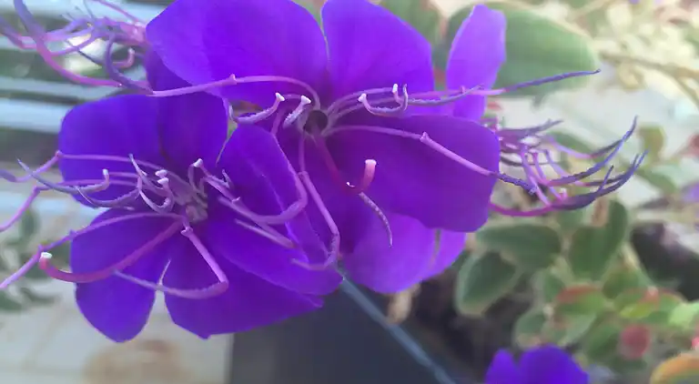 Appartamento in Ferragudo