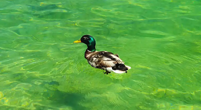 Vakantiehuis in Bled