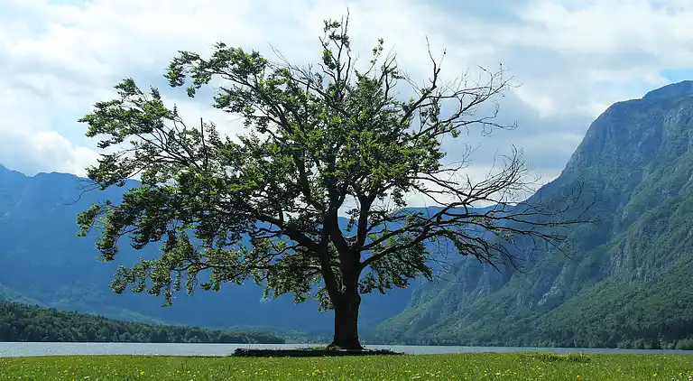 Ferielejlighed i Bohinjska Bistrica