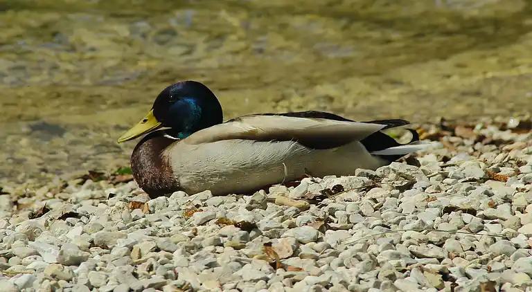 Ferielejlighed i Bohinjska Bistrica