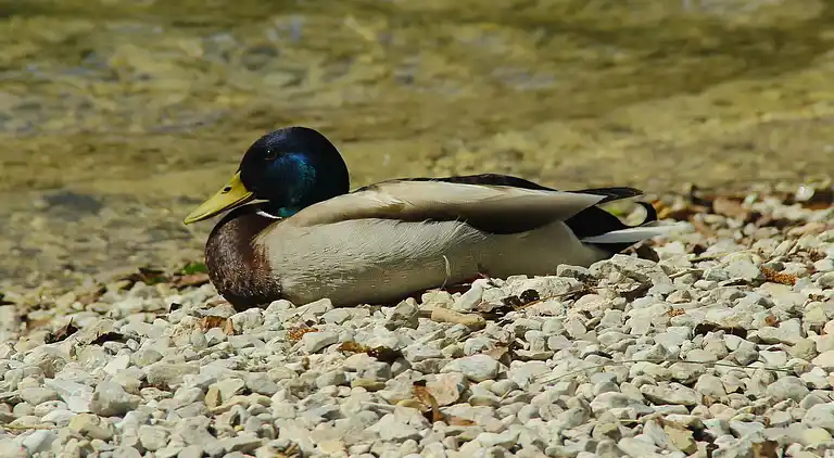 Apartment in Bohinjska Bistrica