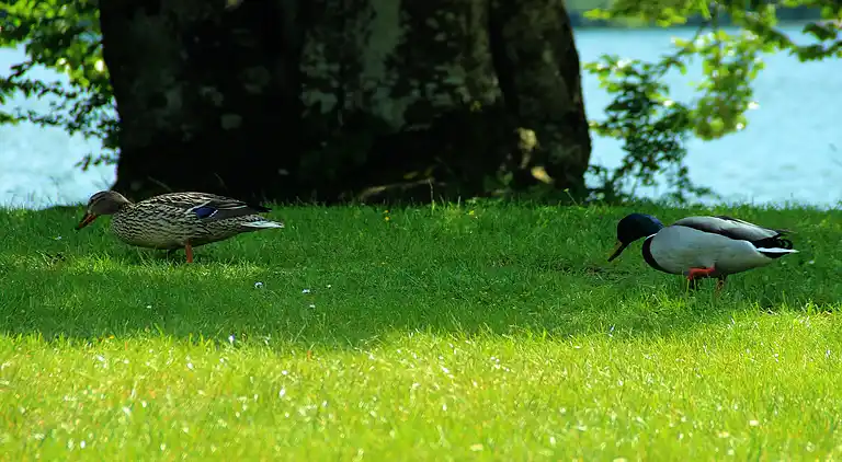 Apartment in Bohinjska Bistrica