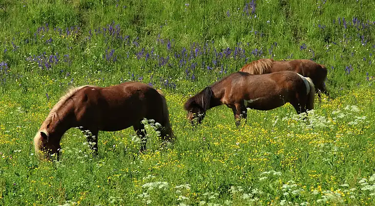 Appartement in Bohinjska Bistrica