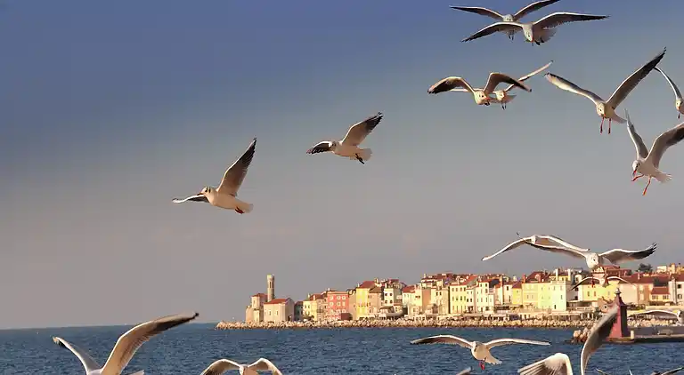 Appartement in Piran