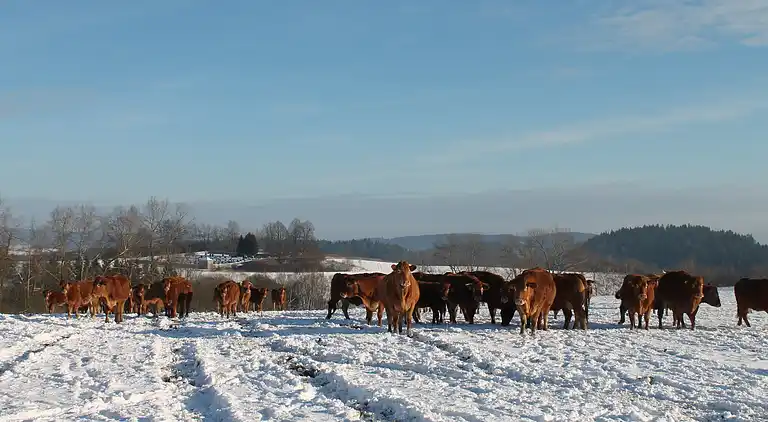 Sommerhus i Milíře