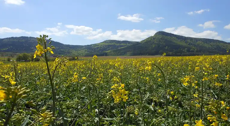 Sommerhus i Božanov
