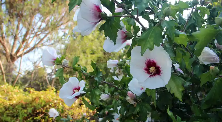 Feriebolig i Calonge