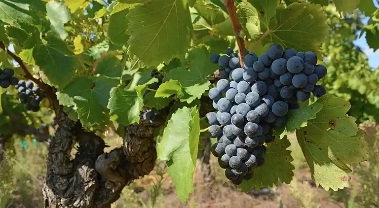 Villa i Amélie-les-Bains-Palalda