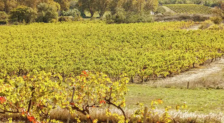 Castle in Jonquières