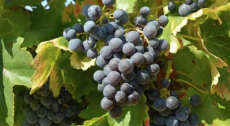 Villa in Potelières