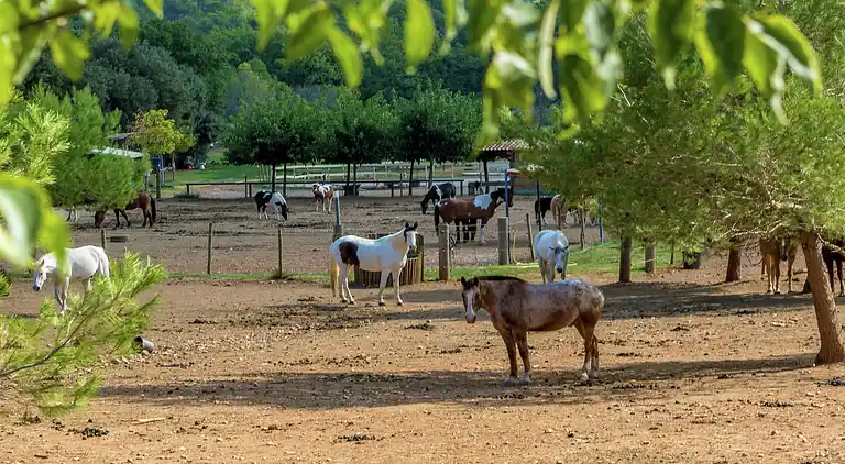 Holiday home in Le Thoronet