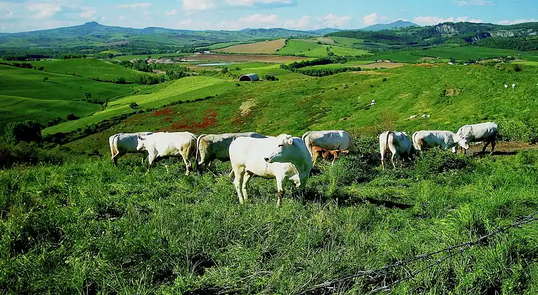 Farm house in Proceno