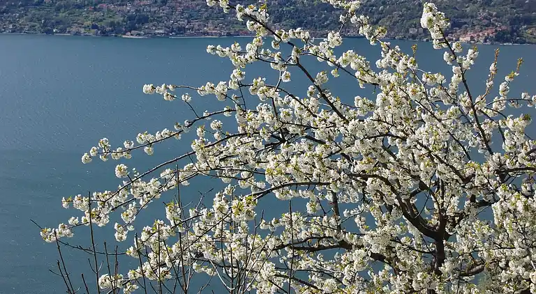 Holiday home in Bellano