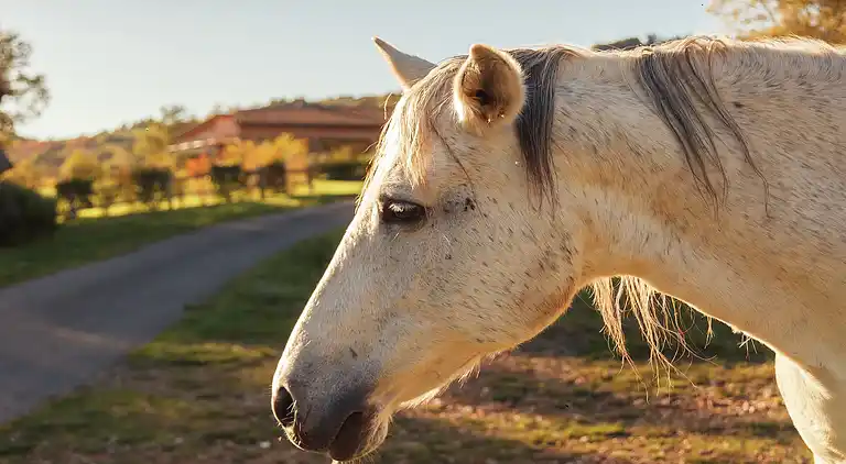 Holiday home in Réquista