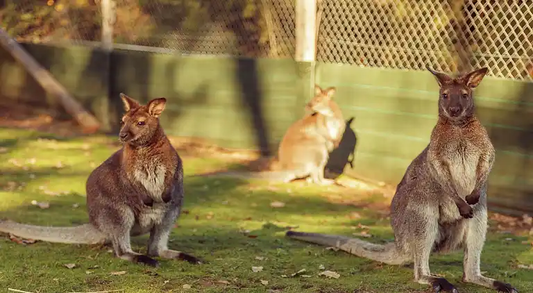 Holiday home in Réquista