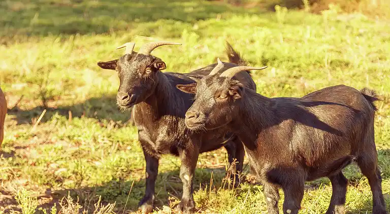 Holiday home in Réquista