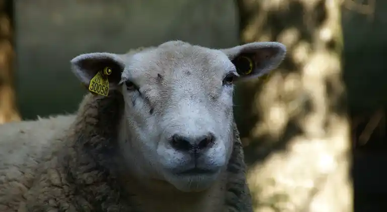 Ferielejlighed i La Bresse