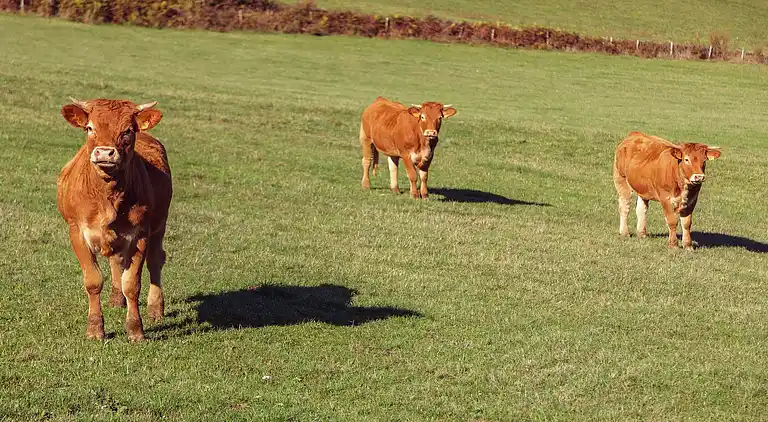 Ferienhaus in Salviac