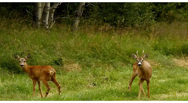 Sommerhus i Le Mayet-de-Montagne
