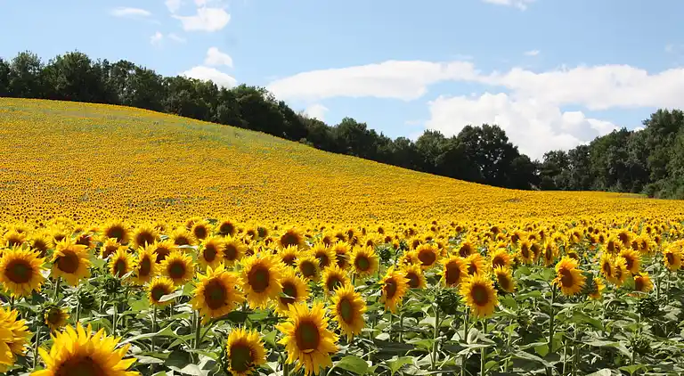 Holiday home in Homps