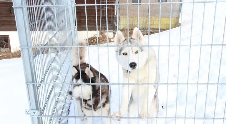 Hytte i Sankt Ulrich am Pillersee