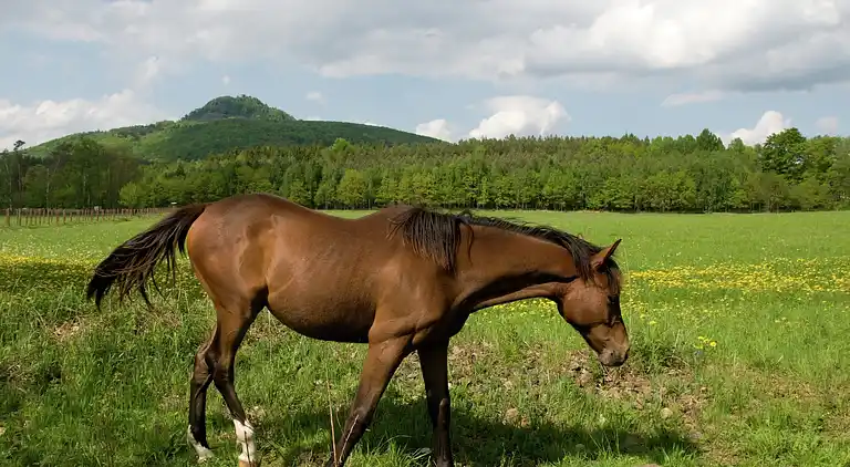 Holiday home in Netolice