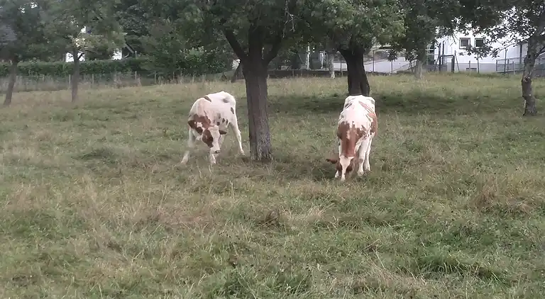 Farm house in Einruhr