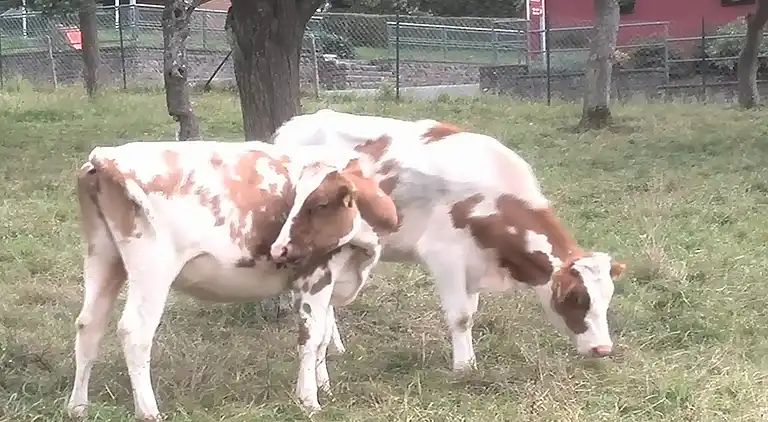Farm house in Einruhr