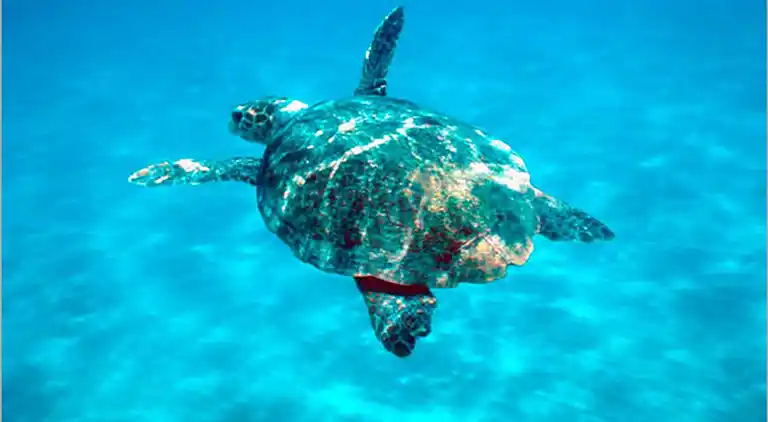 Ferielejlighed i Capo Rizzuto