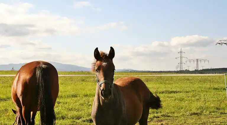 Sommerhus i Altenbrak