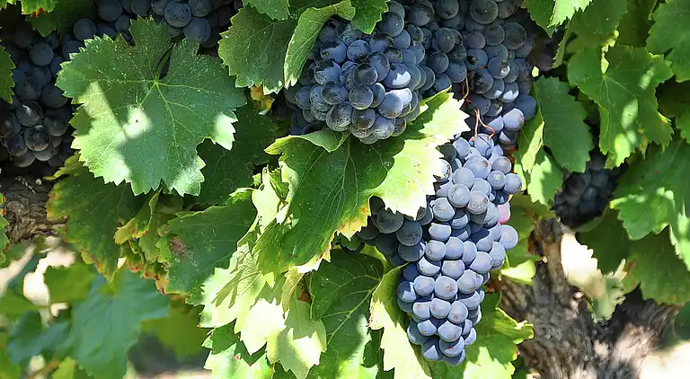 Holiday home in Faucon