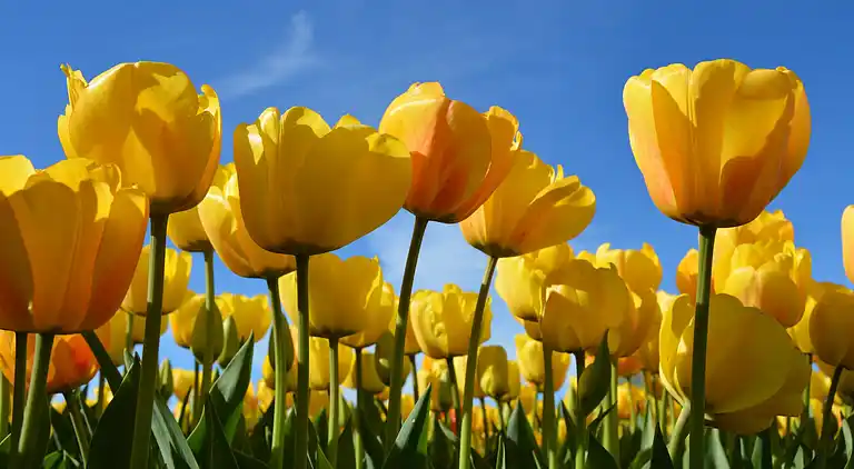 Apartment in Noordwijk aan Zee