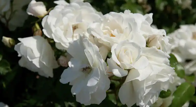 Holiday home in Grootschermer