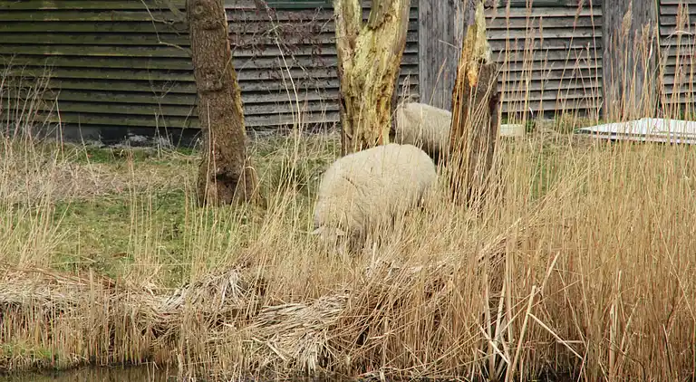 Holiday home in Grootschermer