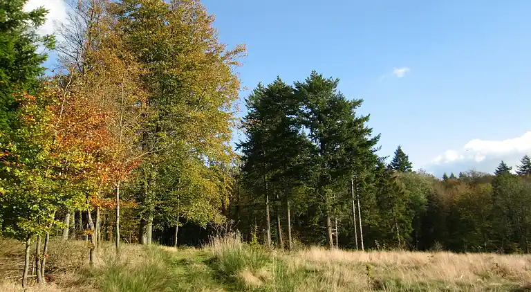 Sommerhus i La Roche-en-Ardenne
