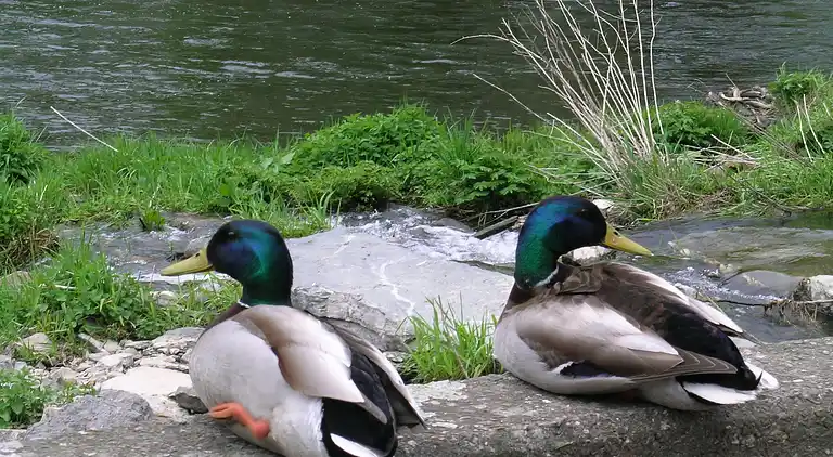 Sommerhus i La Roche-en-Ardenne