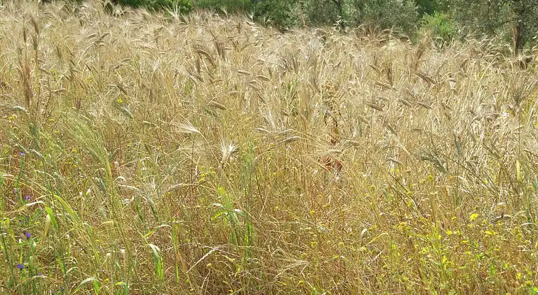 Holiday home in Suvereto