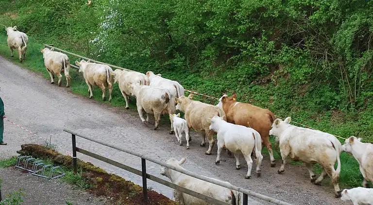 Ferielejlighed i Hamma