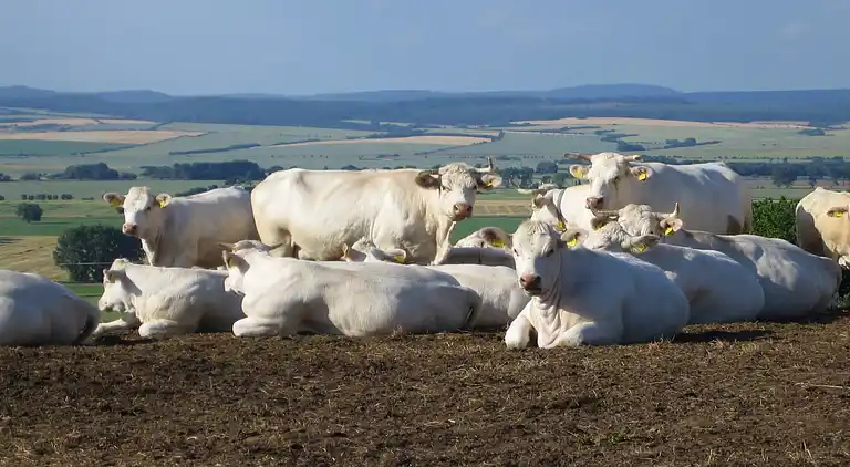 Ferielejlighed i Hamma