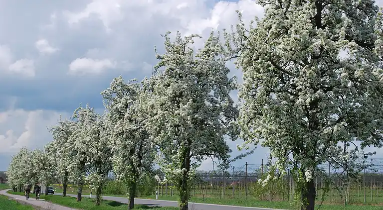 Ferielejlighed i Hamma