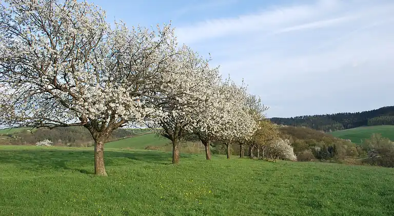 Ferielejlighed i Hamma