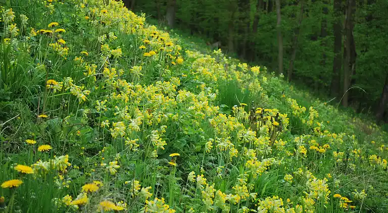 Ferielejlighed i Hamma