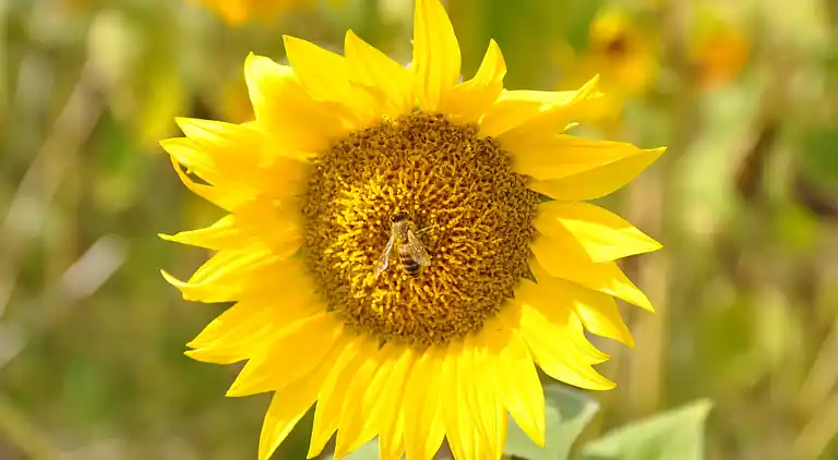 Manor house in Verdun-sur-Garonne