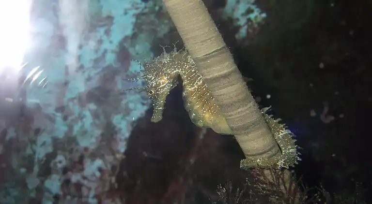 Lägenhet i Dubrovnik